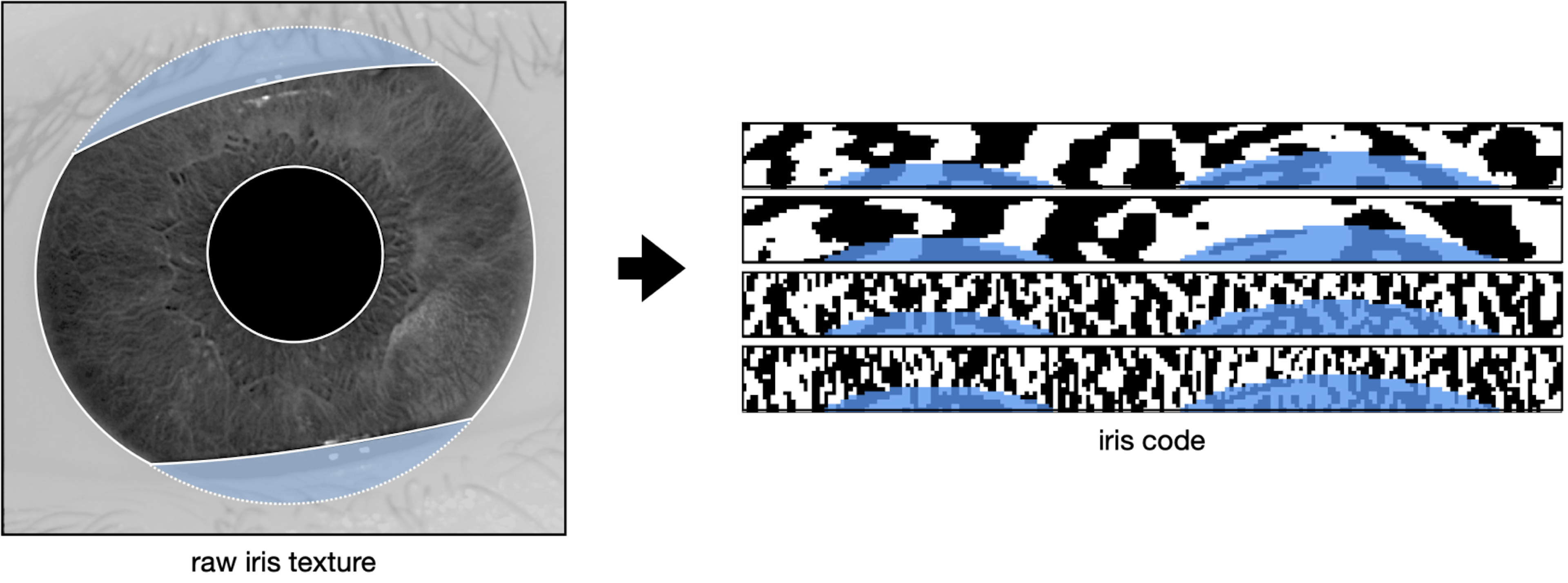 Iris recognition inference system